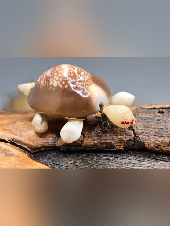 Unsigned Jewelry - Shell Brooch - Turtle Handmade 1¾" X 1"  Wacky Item